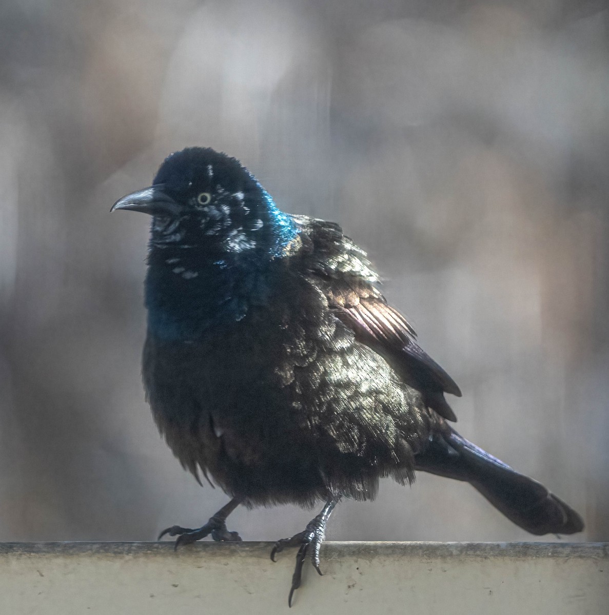 Common Grackle - ML644441204