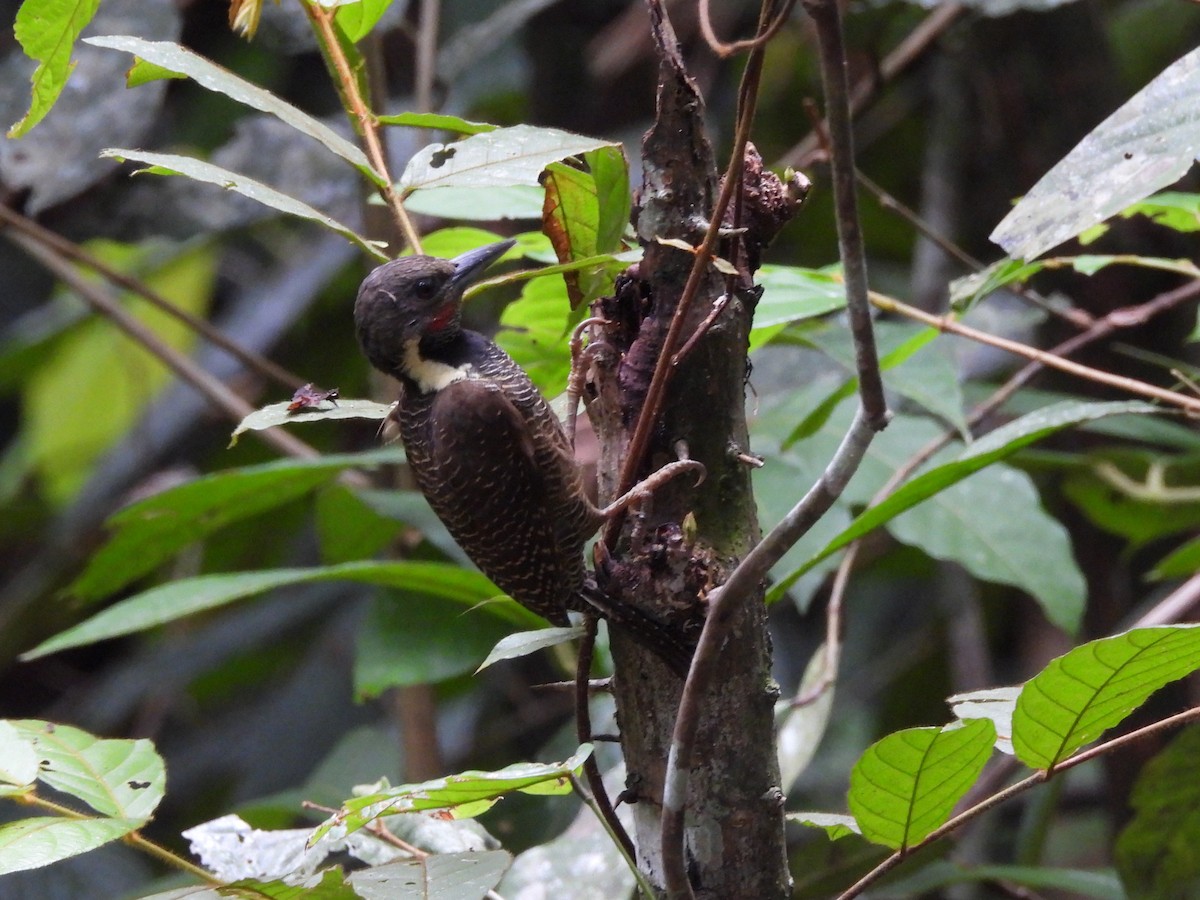 Buff-necked Woodpecker - ML644441208
