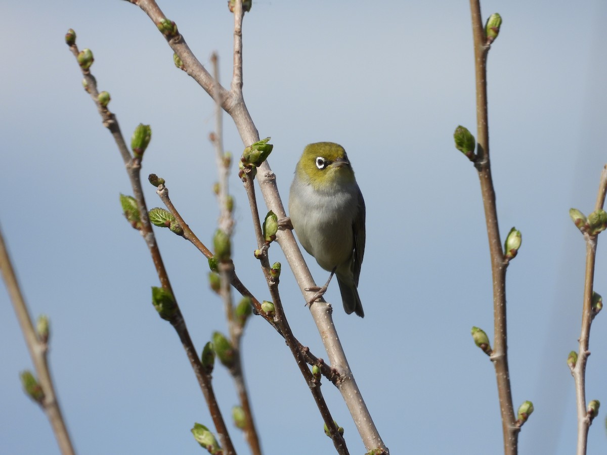Silvereye - ML644441209