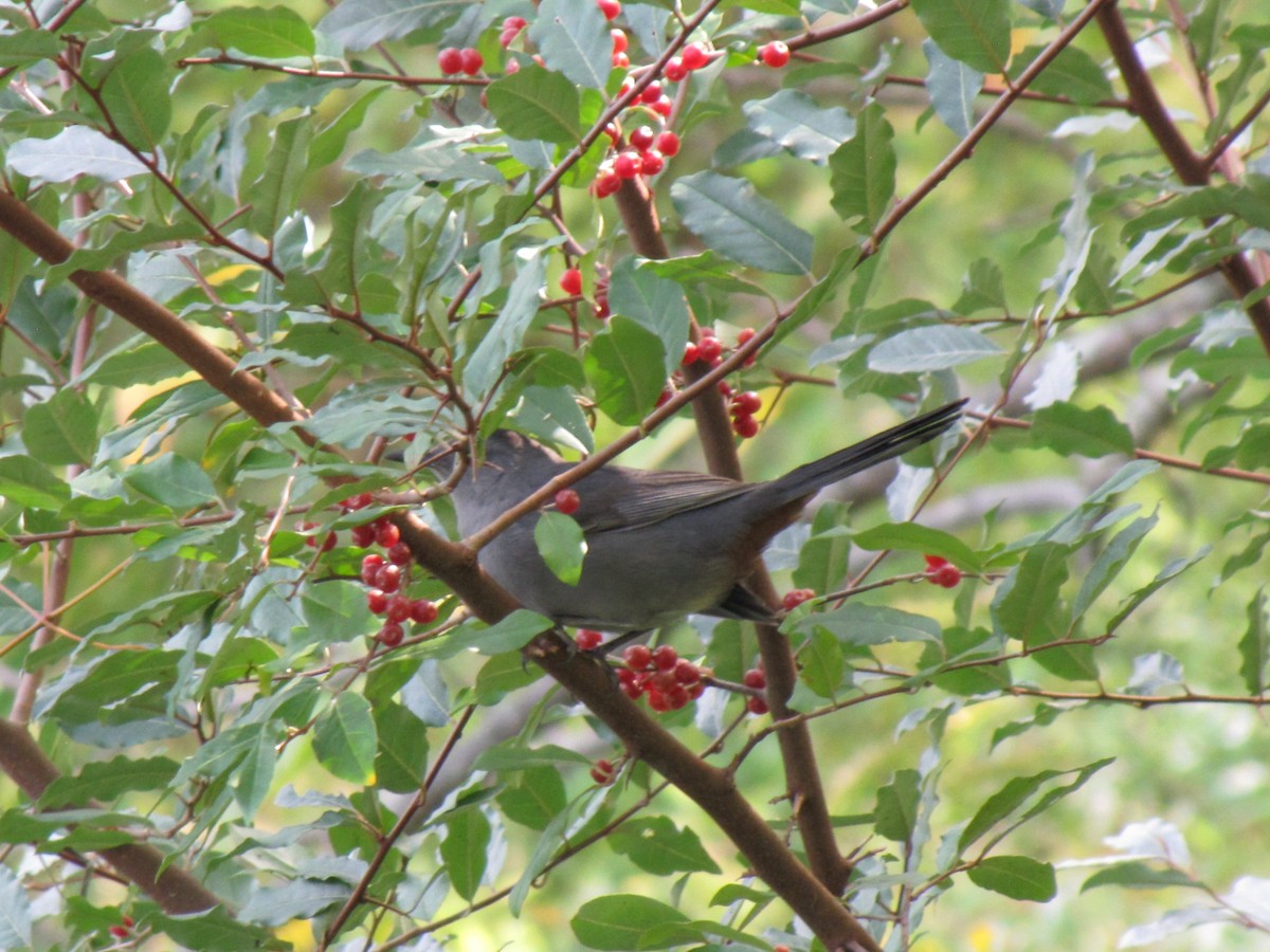 ימימן אמריקני - ML644441210