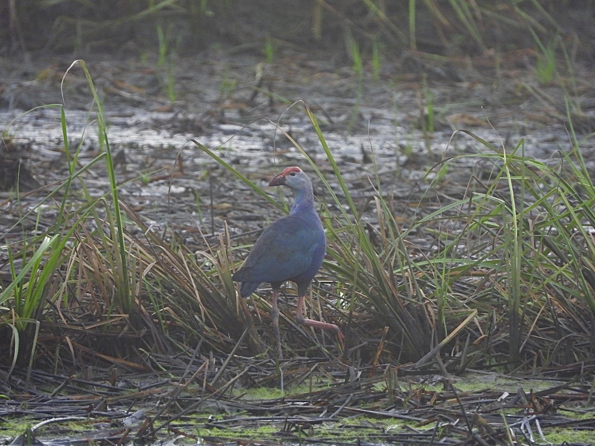 Uroilo urdin burugrisa - ML644441216