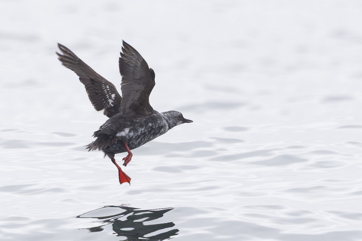 Pigeon Guillemot - ML644441219