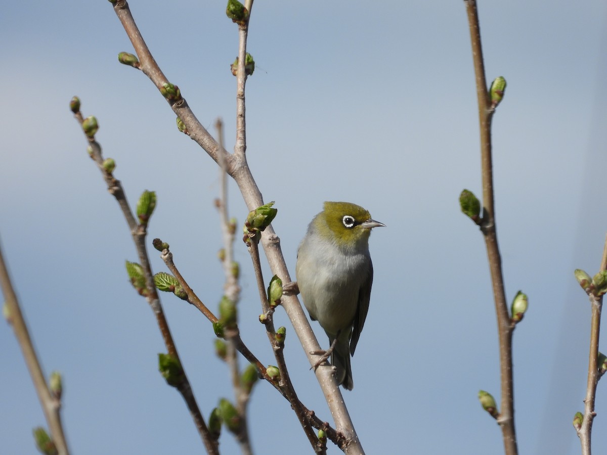 Silvereye - ML644441223