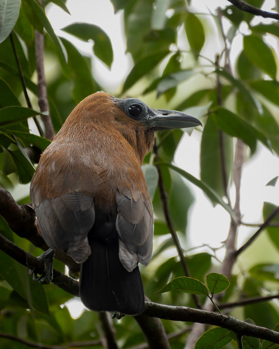 ハゲガオカザリドリ - ML644441229