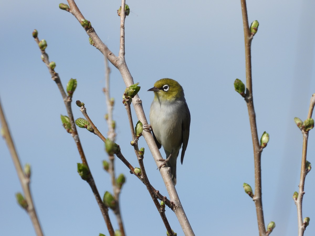 Silvereye - ML644441231