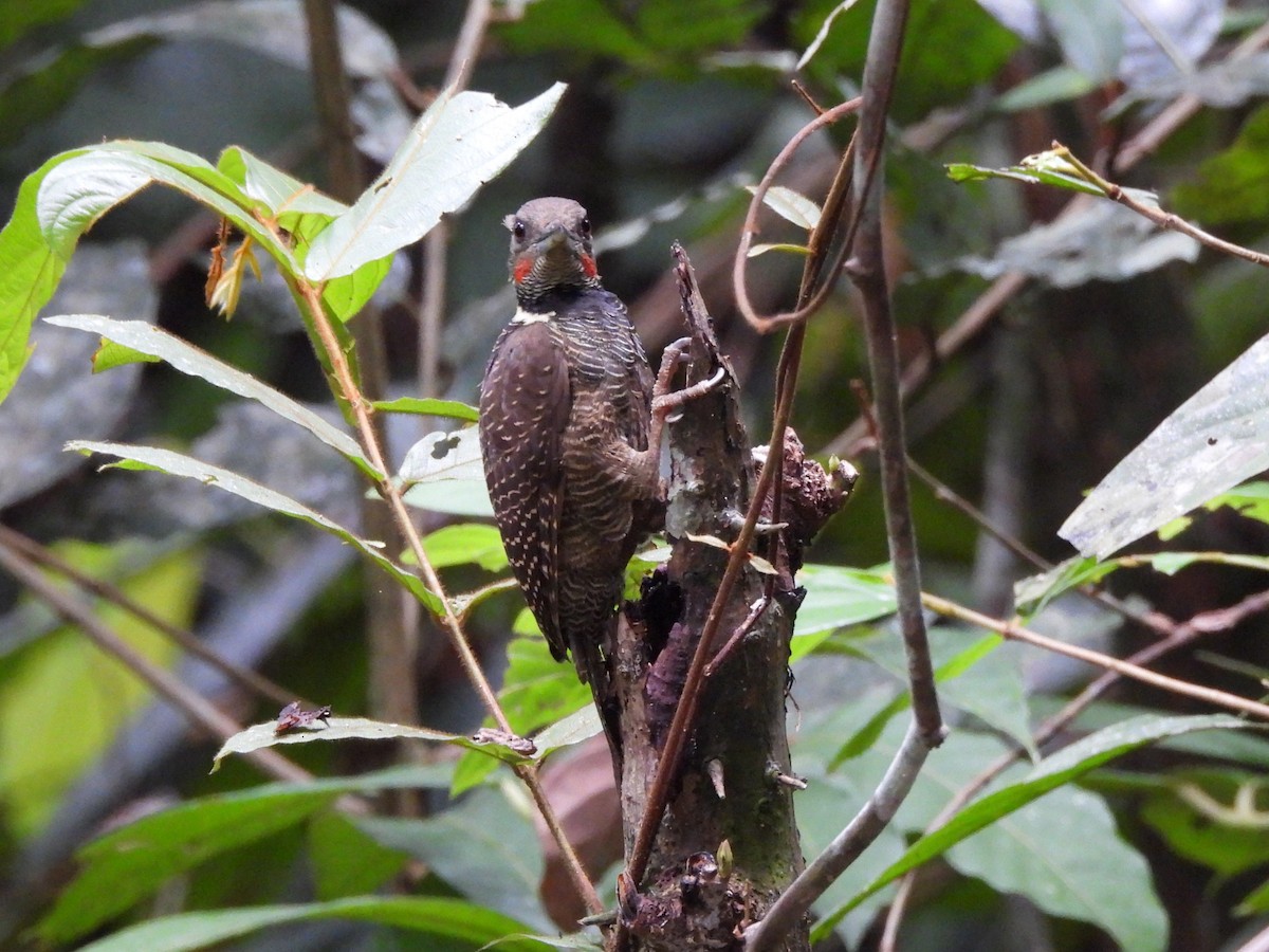 Buff-necked Woodpecker - ML644441234