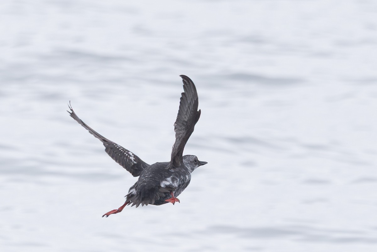 Pigeon Guillemot - ML644441236