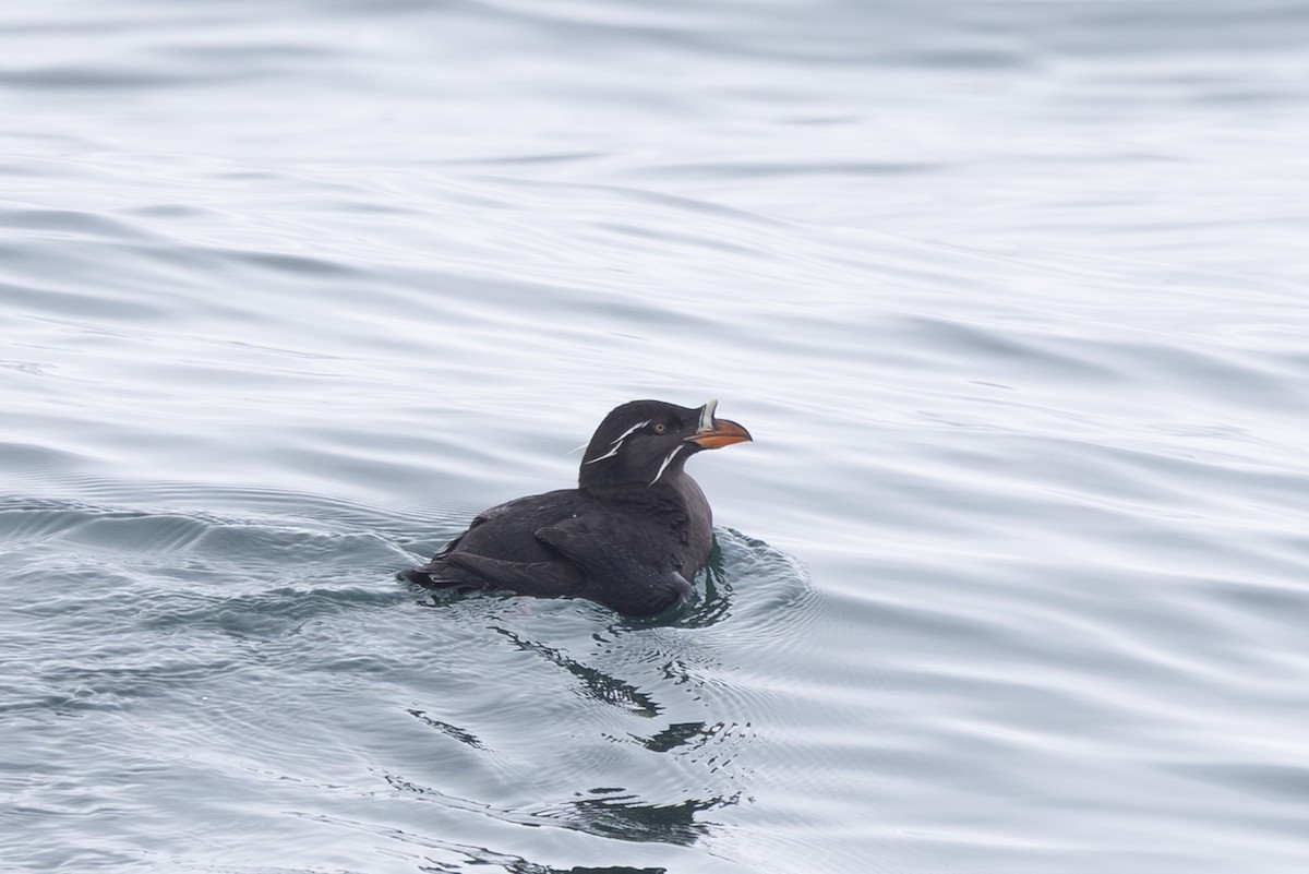 neshornlunde - ML644441249