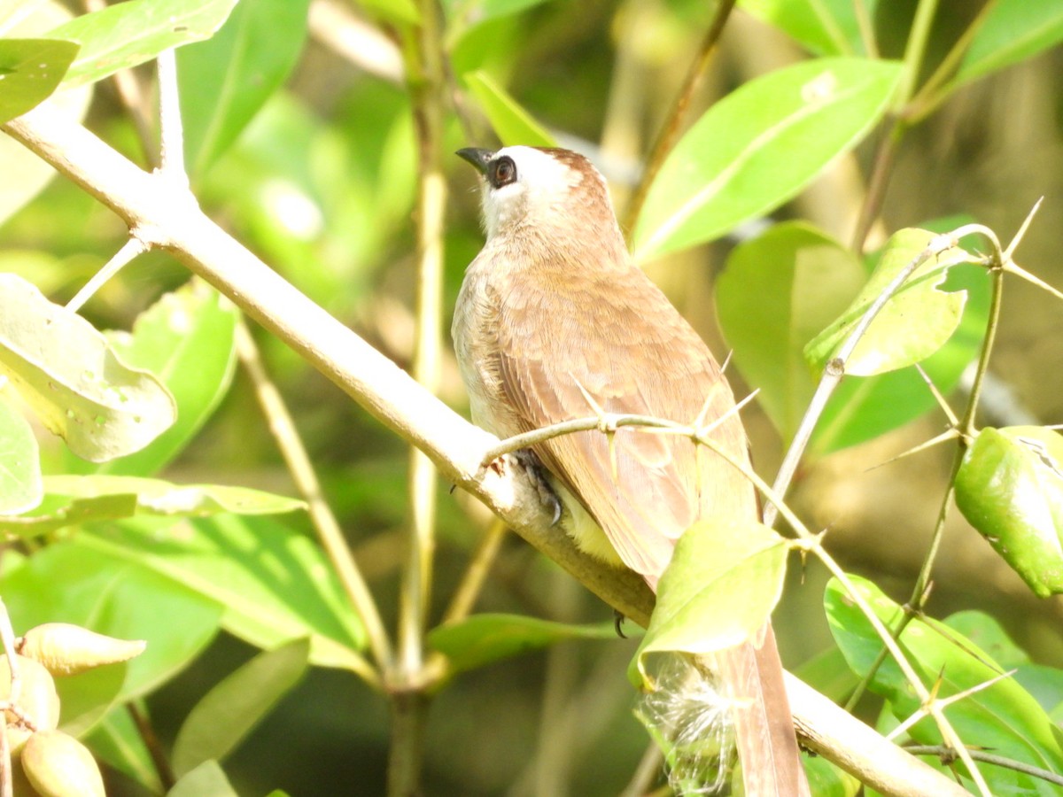 Yellow-vented Bulbul - ML644441258