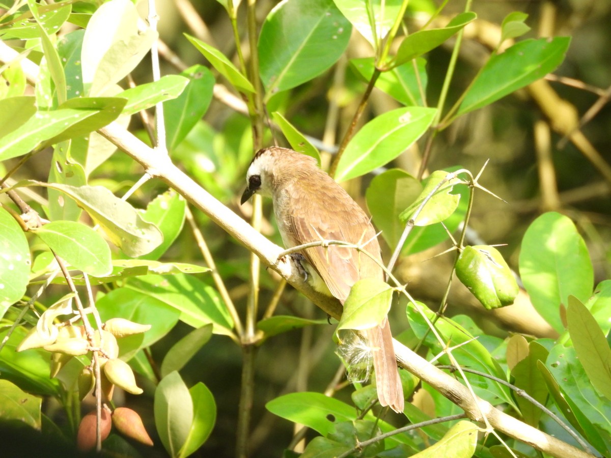 Yellow-vented Bulbul - ML644441259