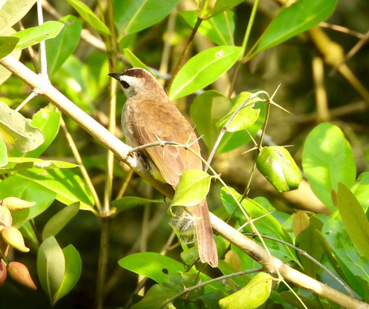Yellow-vented Bulbul - ML644441260