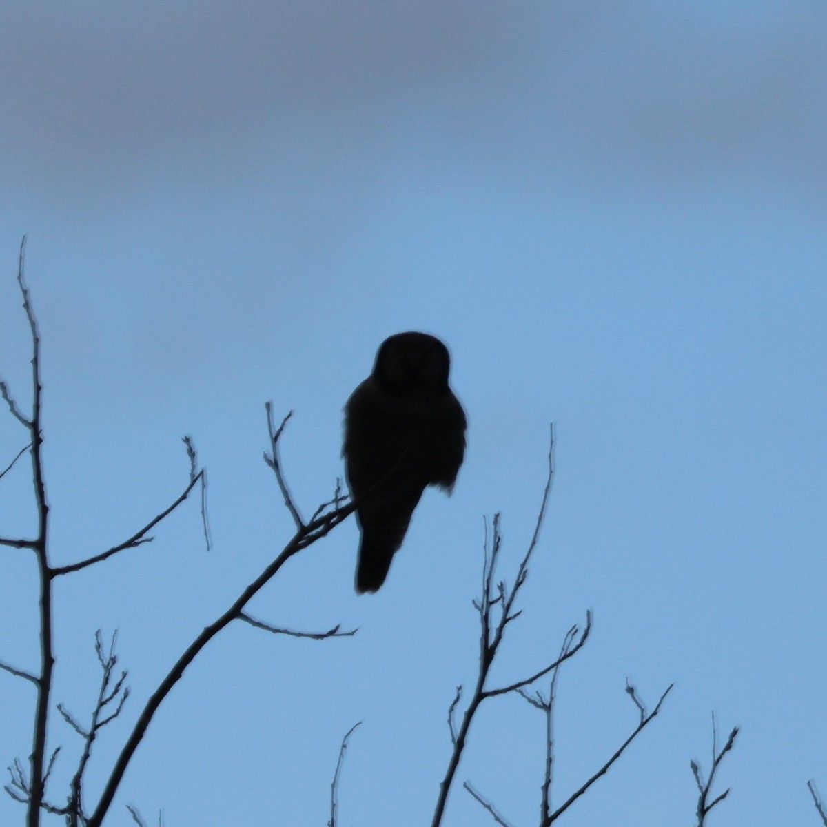 Northern Hawk Owl - ML644441265