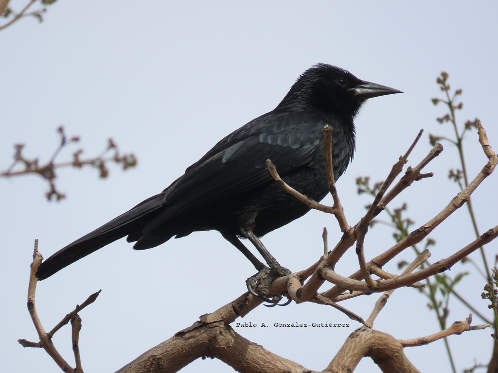 Austral Blackbird - ML644441279