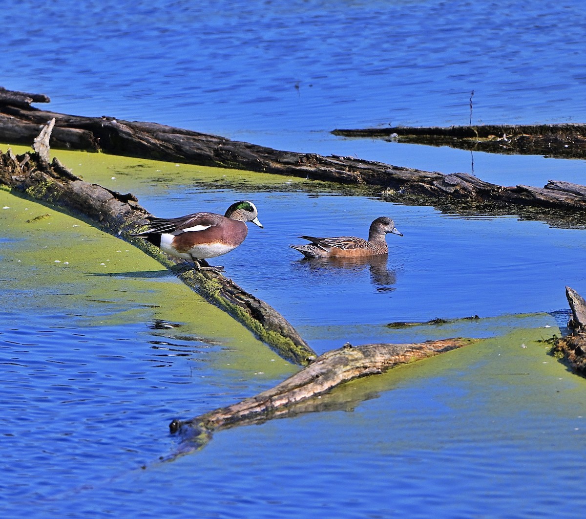 American Wigeon - ML644441288