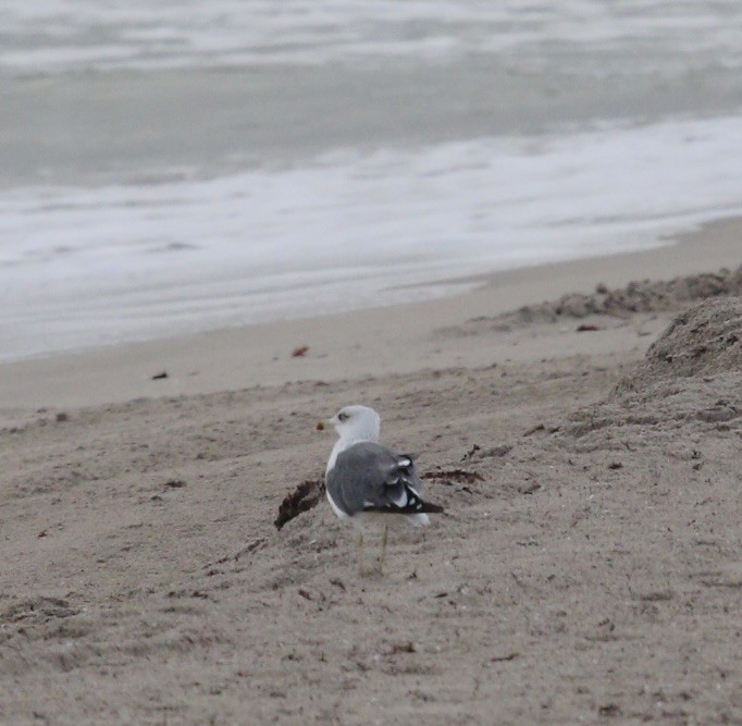 Lesser Black-backed Gull - ML644441291