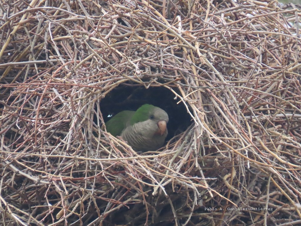 Monk Parakeet - ML644441297