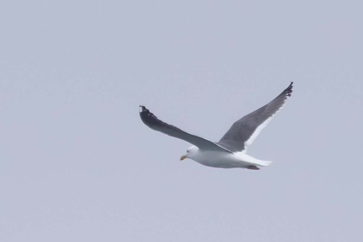 灰背鷗 - ML644441299