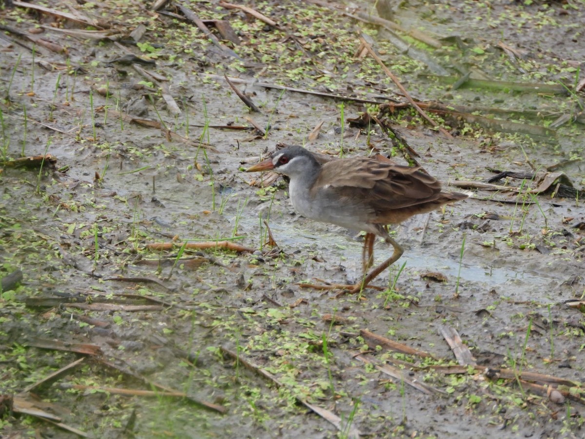chřástal popelavý - ML644441302