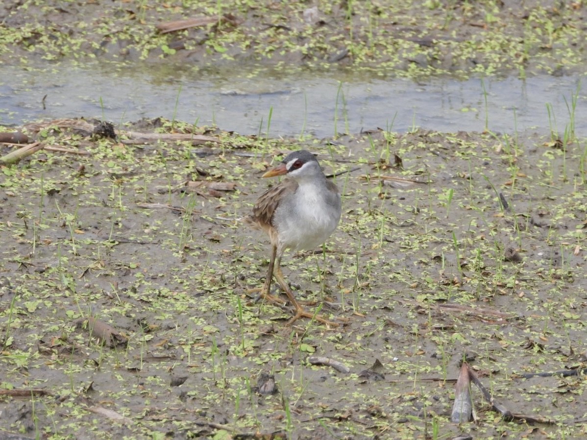chřástal popelavý - ML644441303