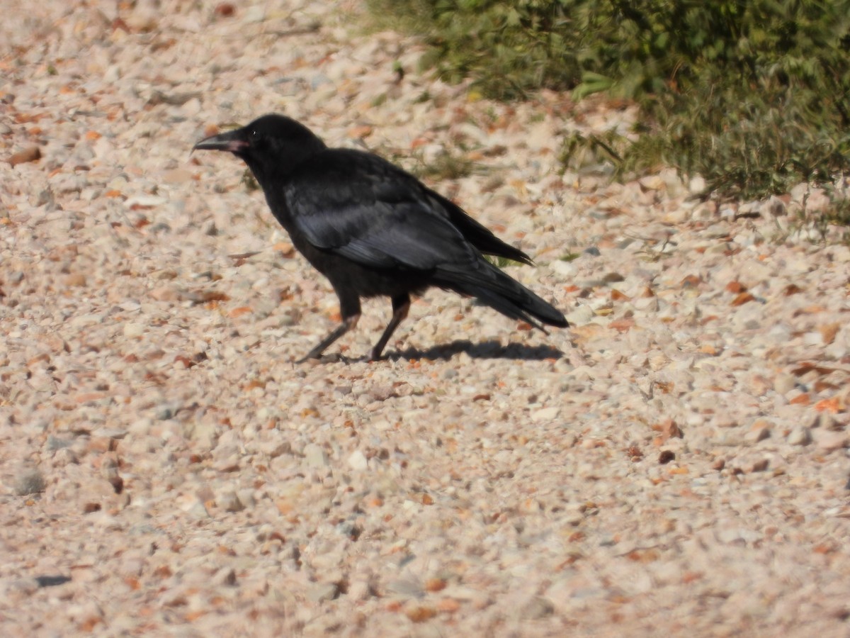 Южноавстралийский ворон - ML644441304