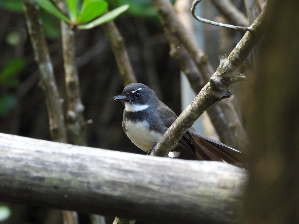 Malaysian Pied-Fantail - ML644441305