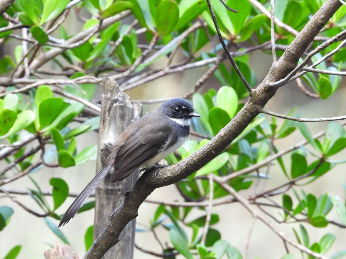 Malaysian Pied-Fantail - ML644441306