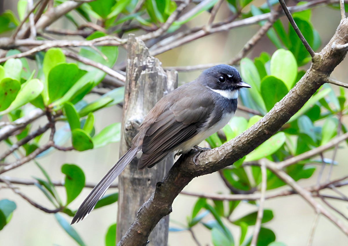 Malaysian Pied-Fantail - ML644441307