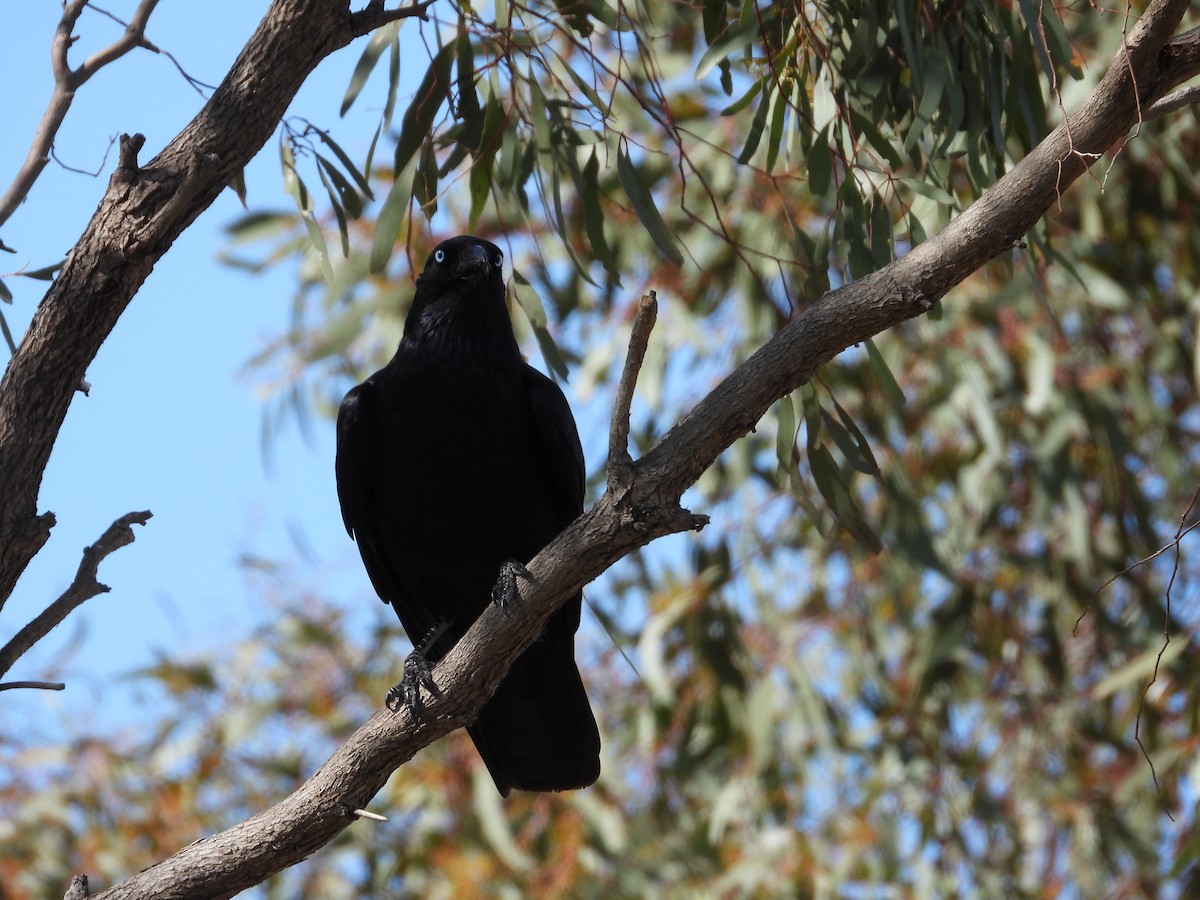 Южноавстралийский ворон - ML644441310