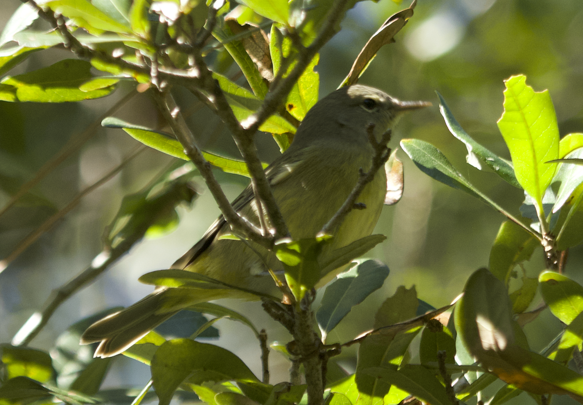 Orange-crowned Warbler - ML644441332