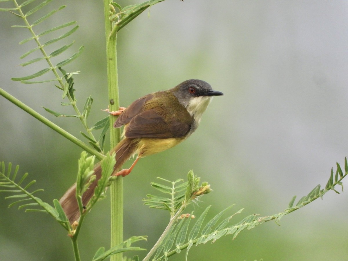 Yellow-bellied Prinia - ML644441349