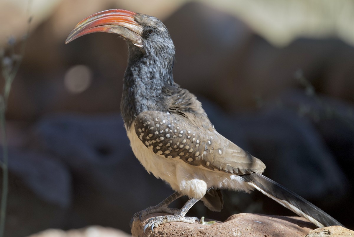 Monteiro's Hornbill - ML644441351