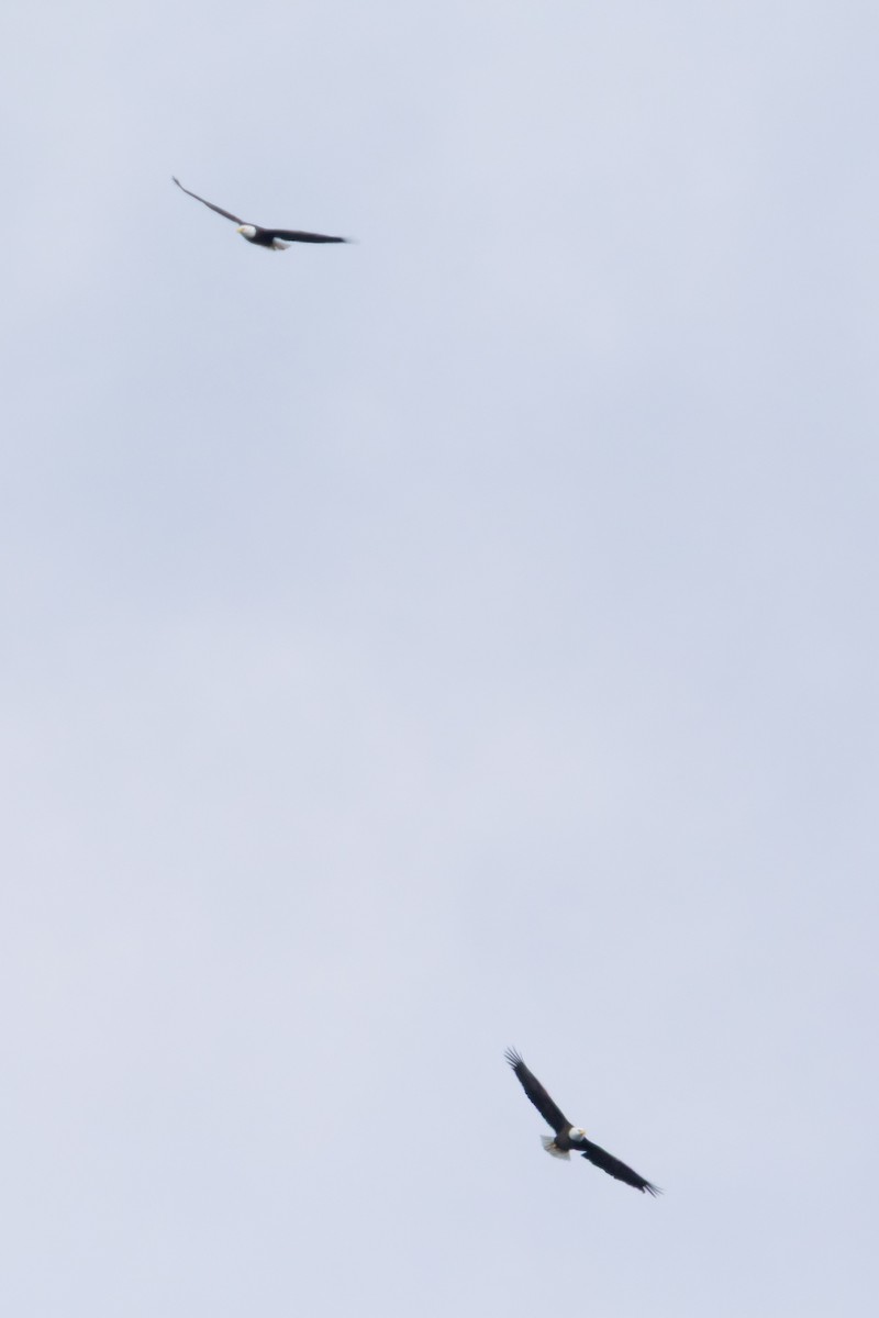 hvithodehavørn - ML644441355