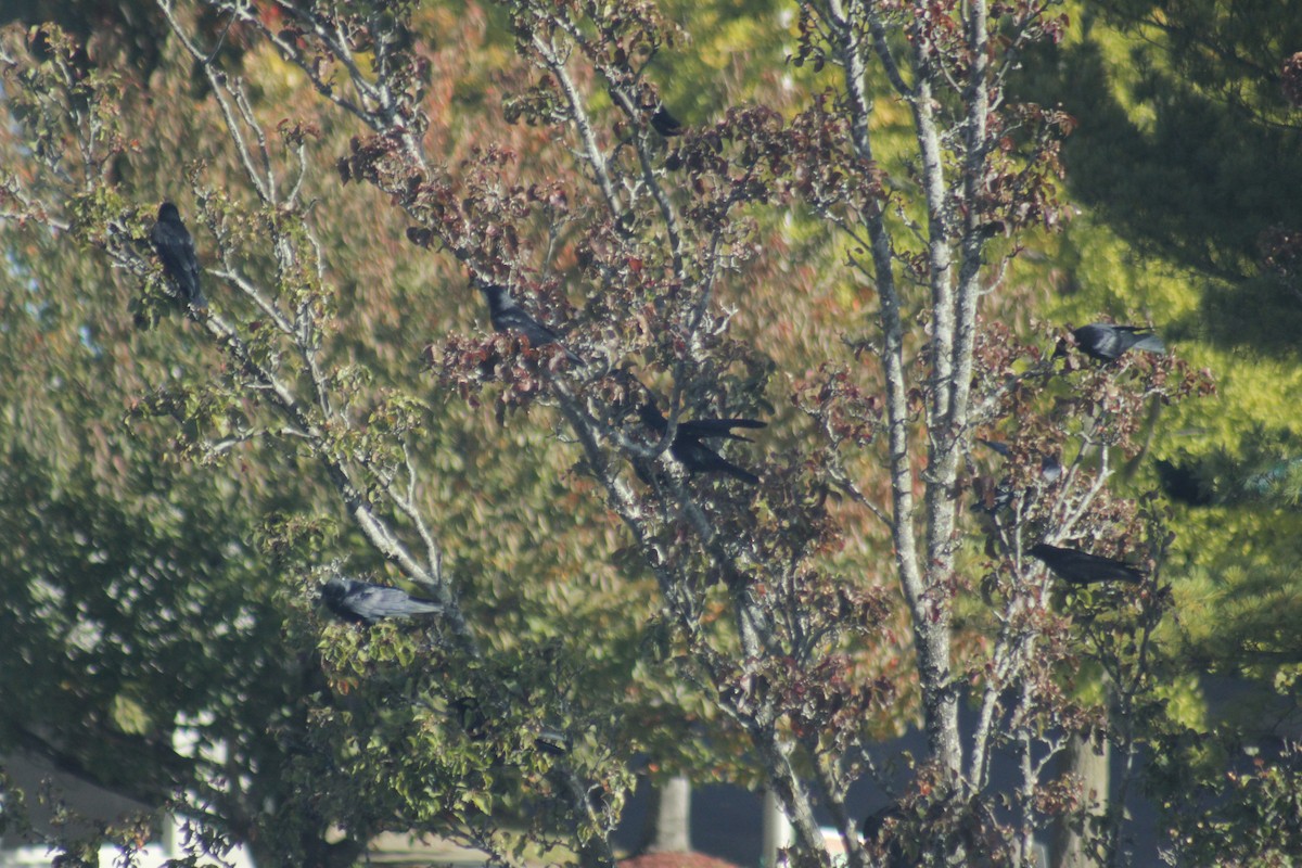 American Crow - ML644441359