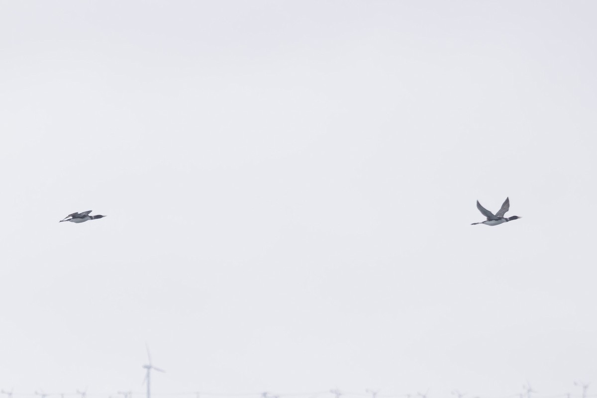 白嘴潛鳥 - ML644441368