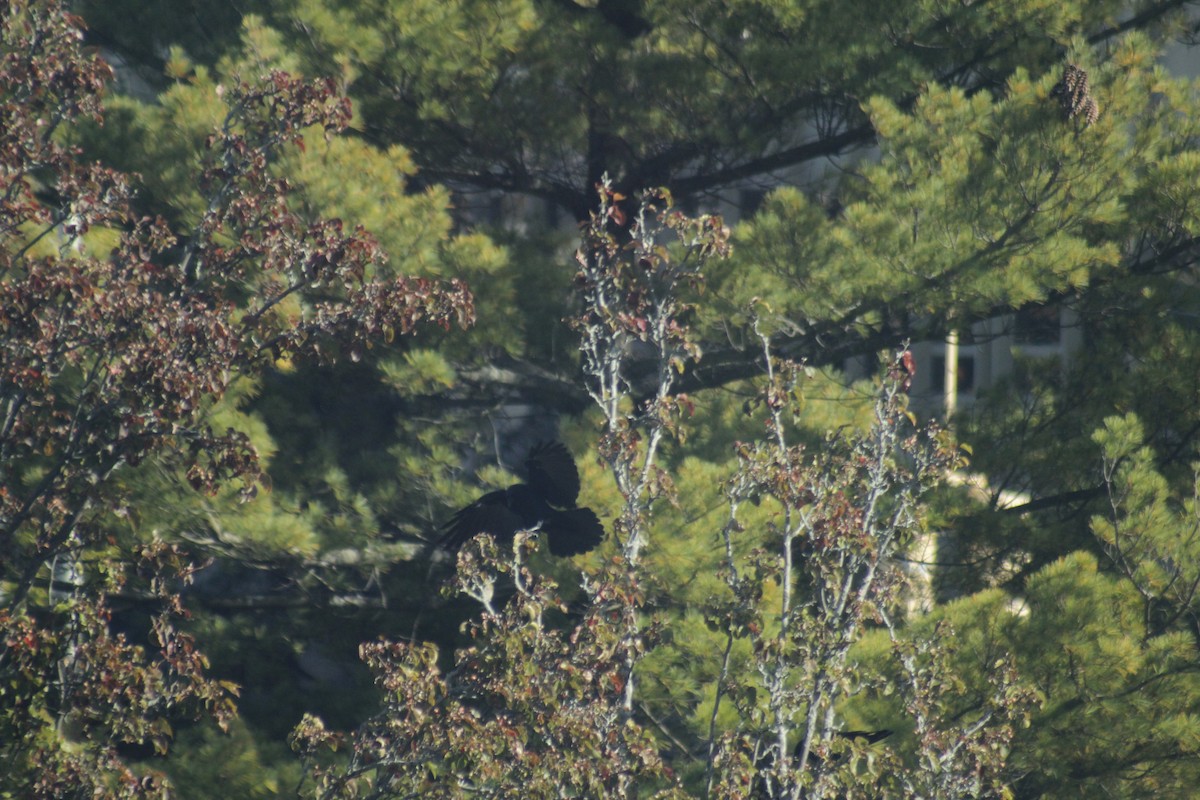 American Crow - ML644441369