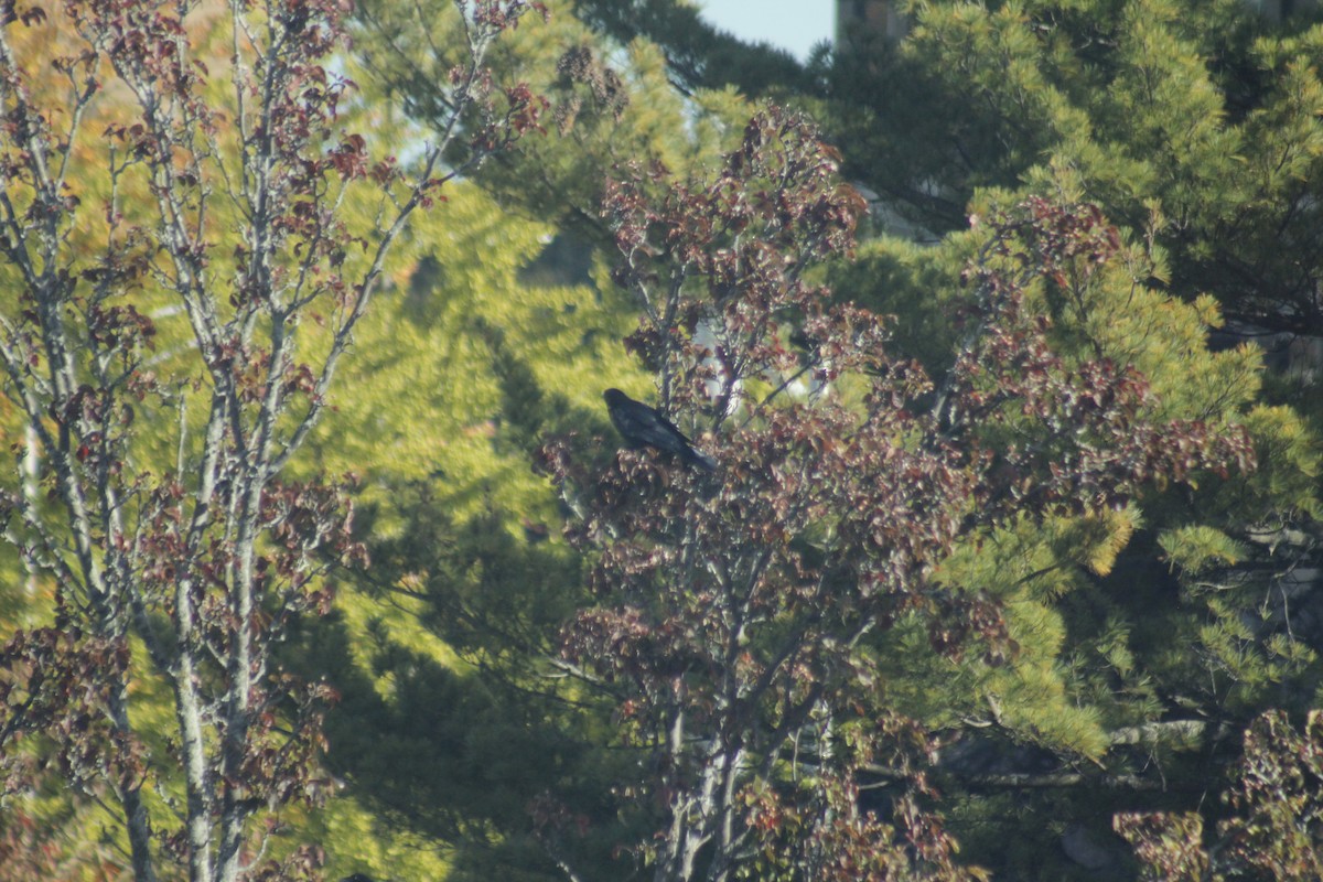 American Crow - ML644441370