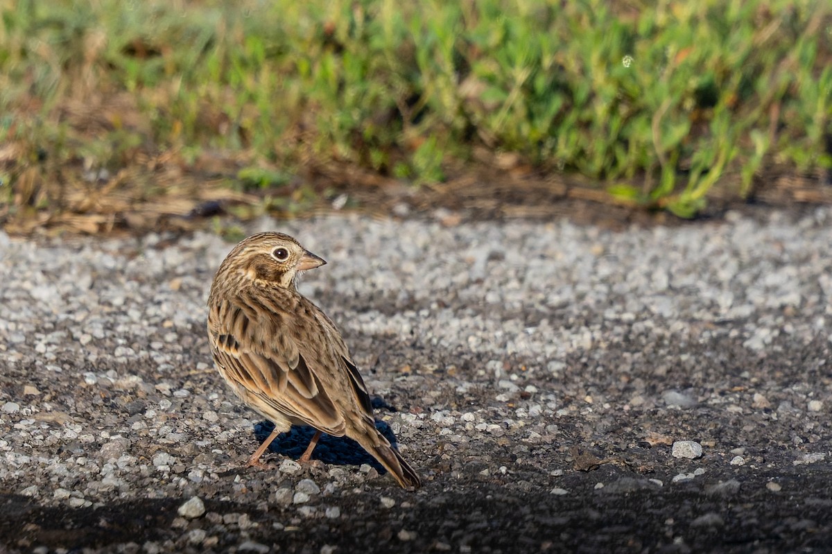 vesperspurv - ML644441376