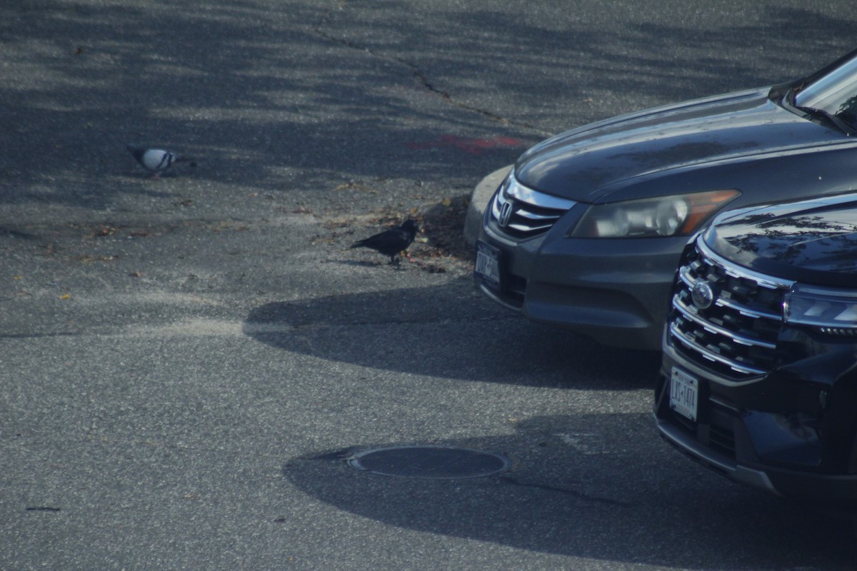 American Crow - ML644441379