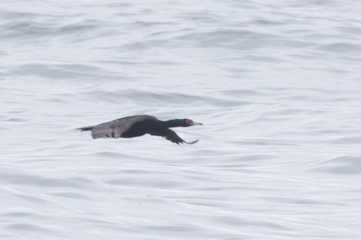 紅臉鸕鷀 - ML644441380