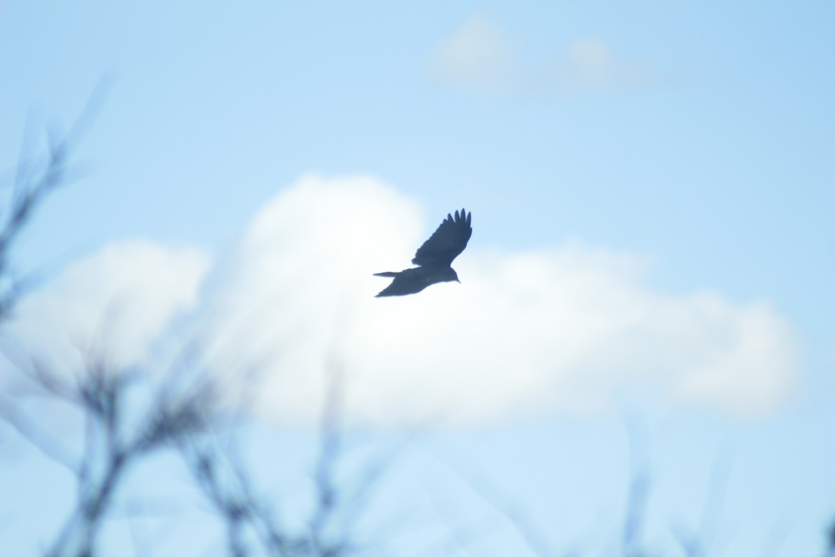 American Crow - ML644441381