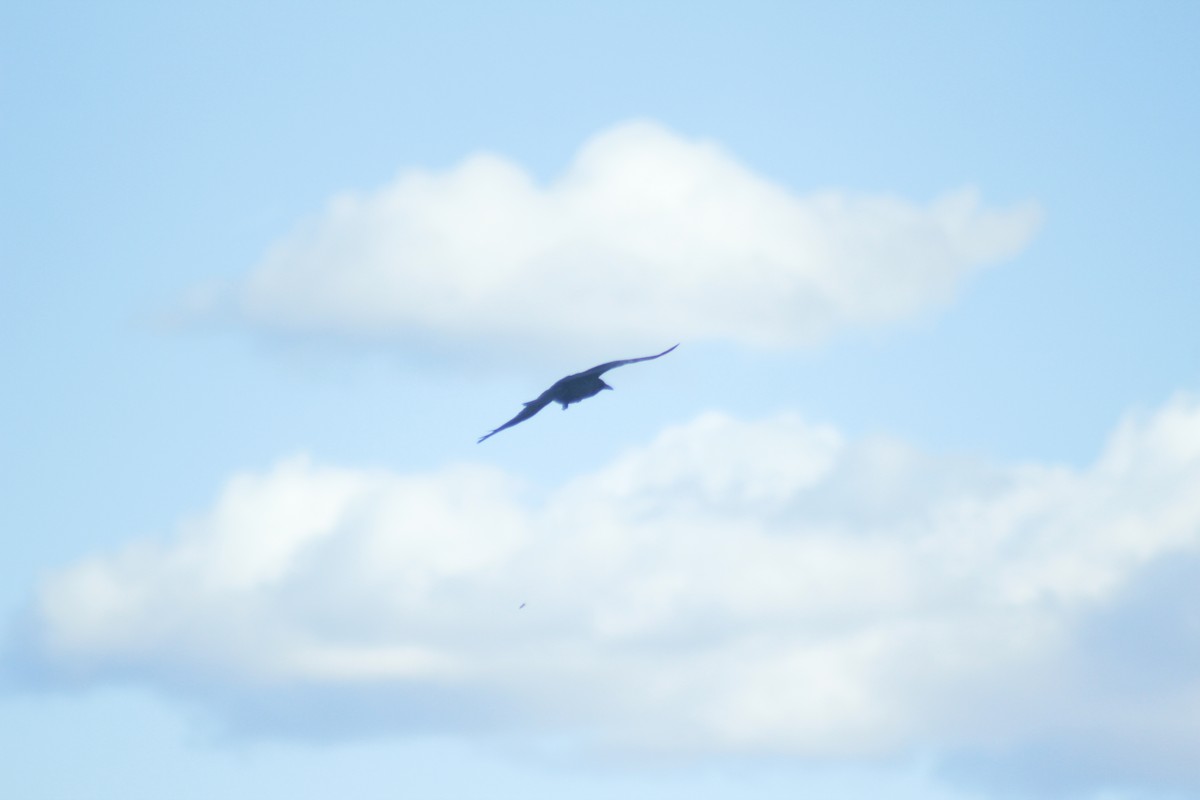 American Crow - ML644441382