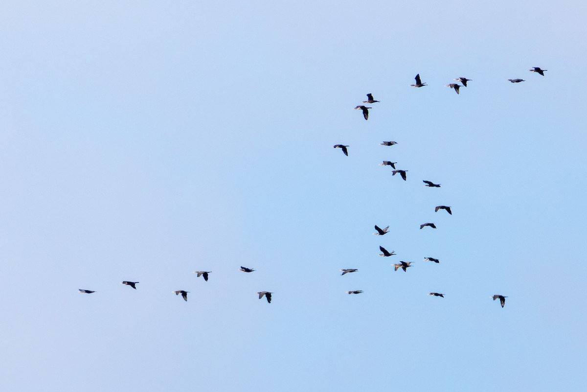 totoppskarv - ML644441391