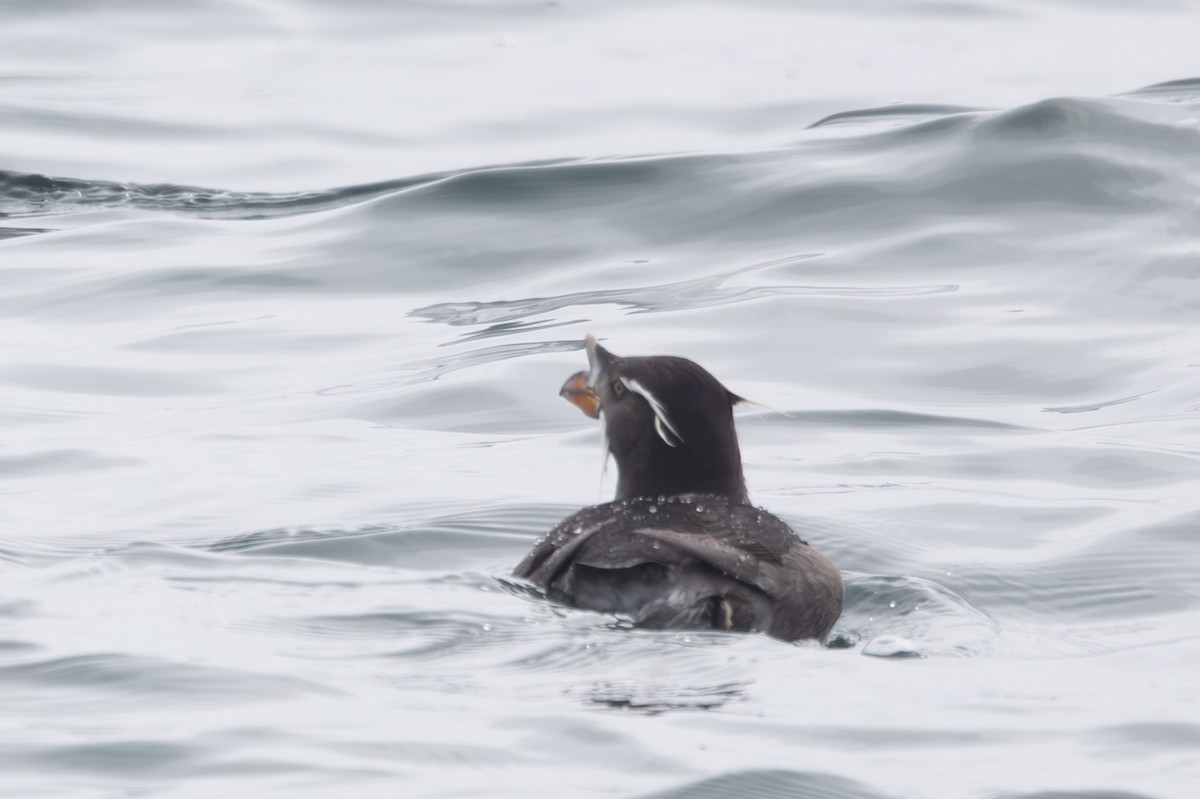 neshornlunde - ML644441393