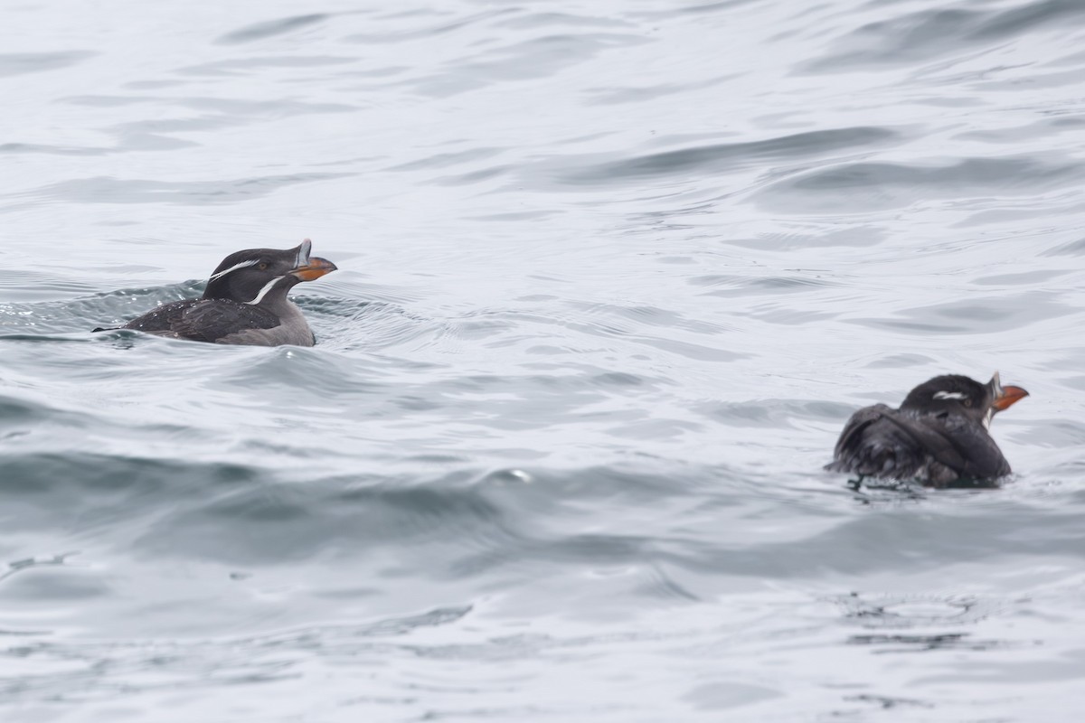 neshornlunde - ML644441395