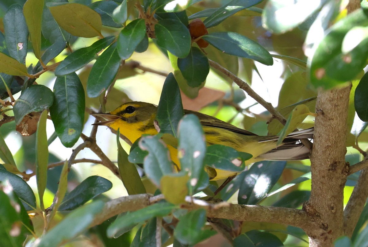 Paruline des prés - ML644441399