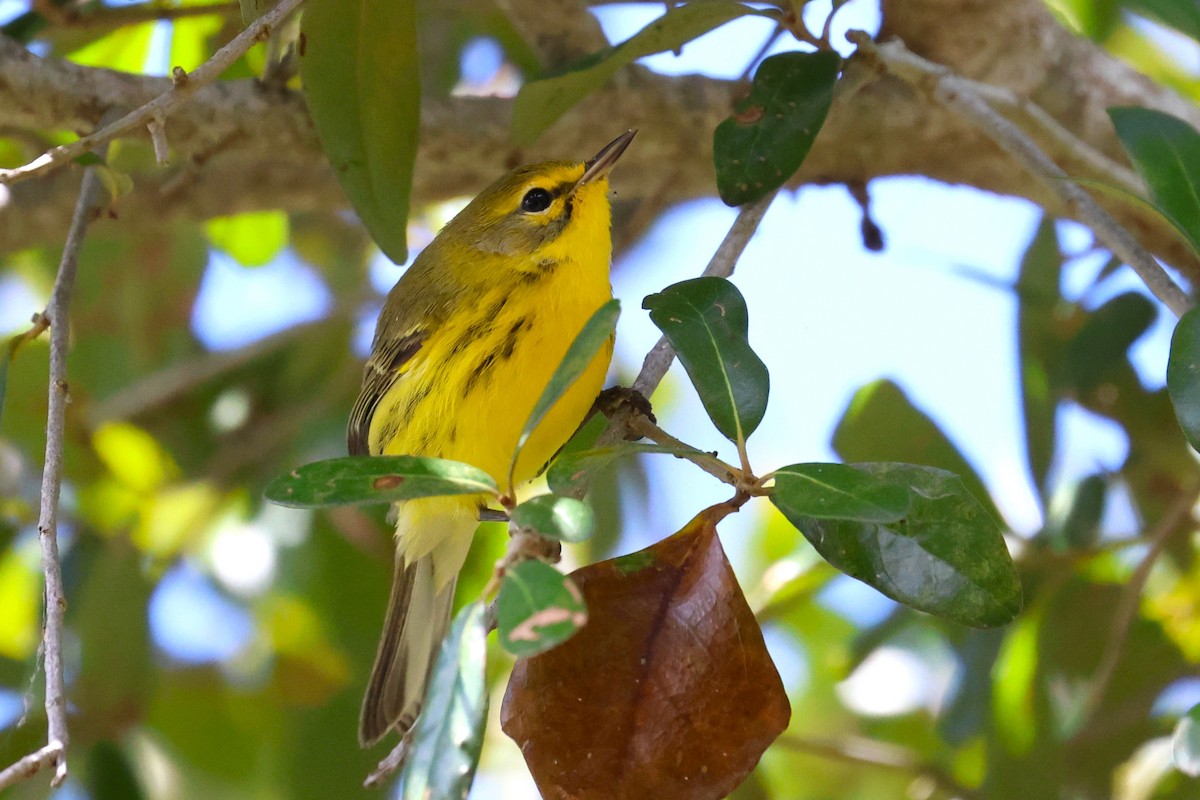 Paruline des prés - ML644441400