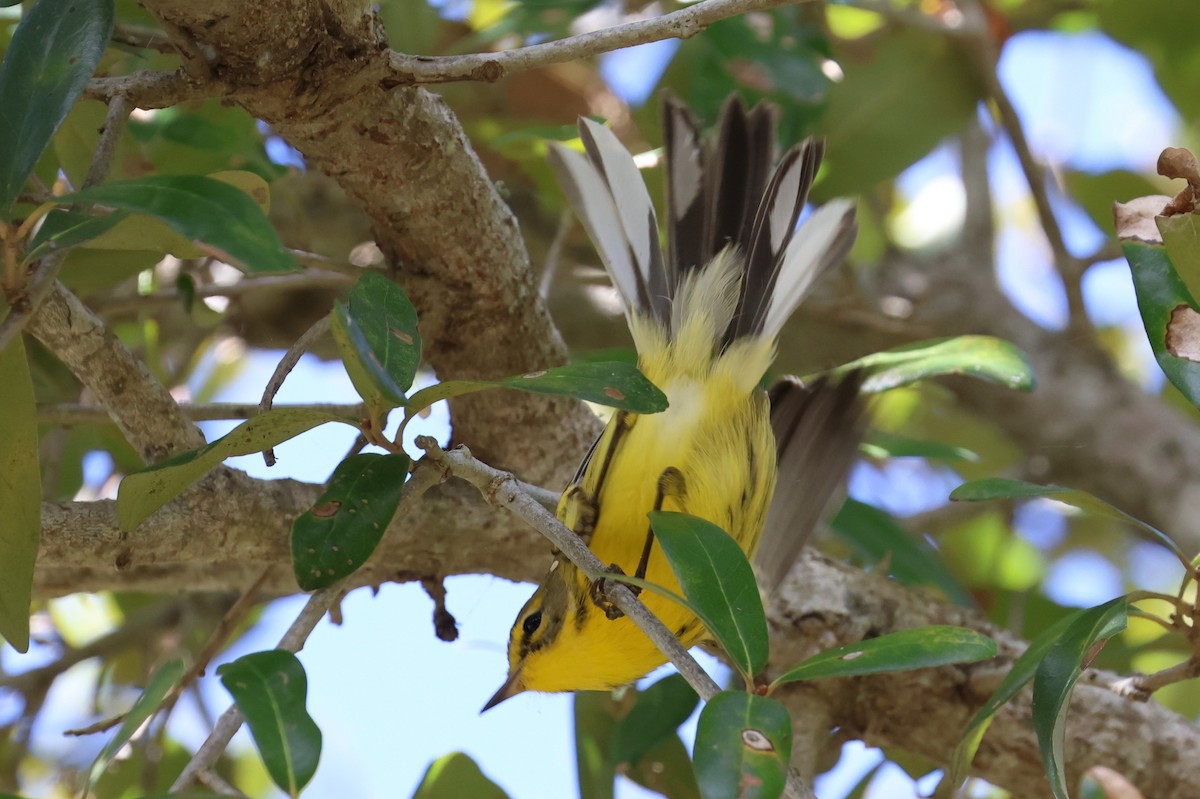 Paruline des prés - ML644441401