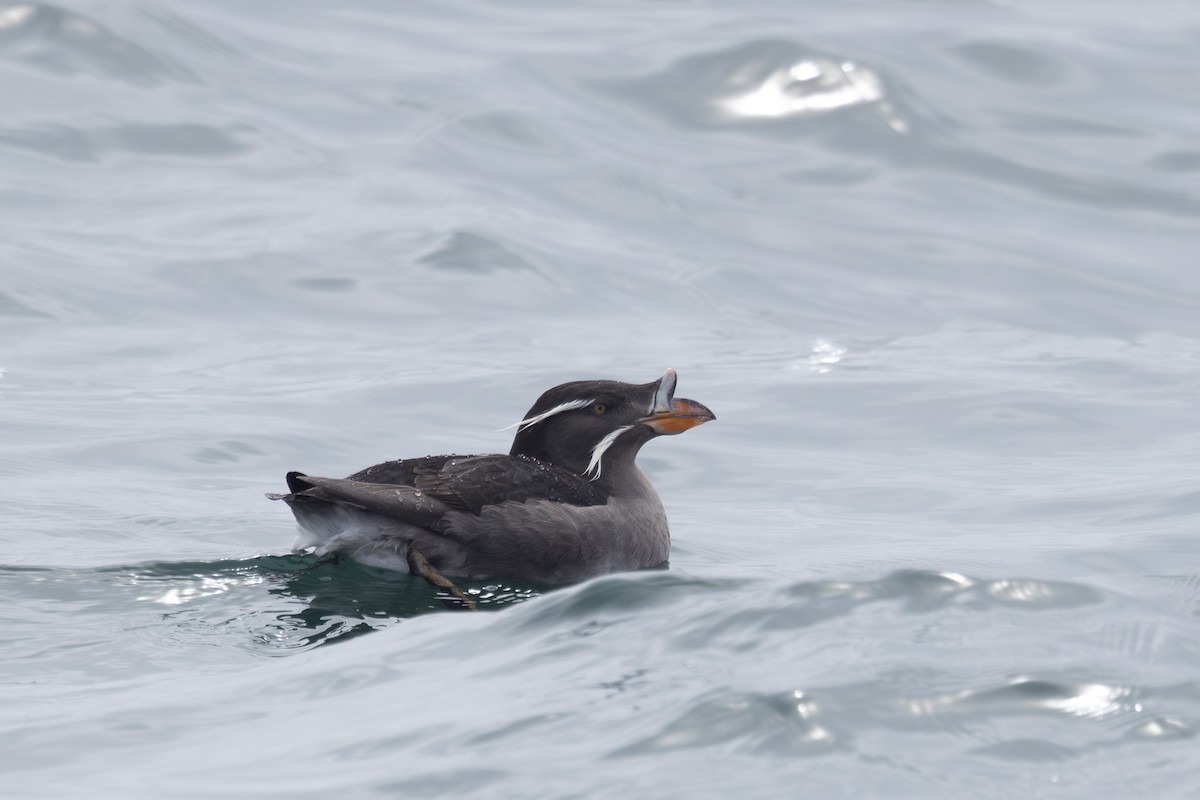 neshornlunde - ML644441407