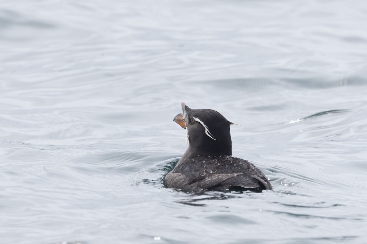 neshornlunde - ML644441408