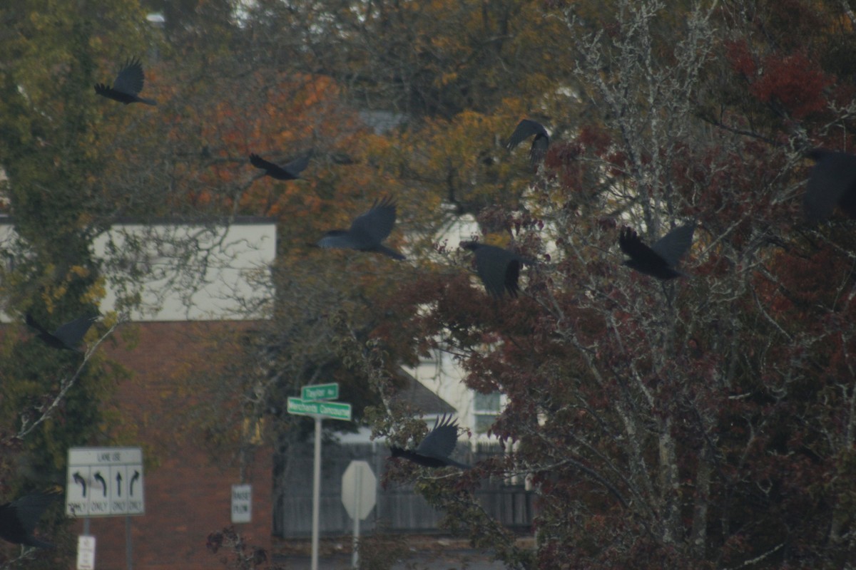 American Crow - ML644441412